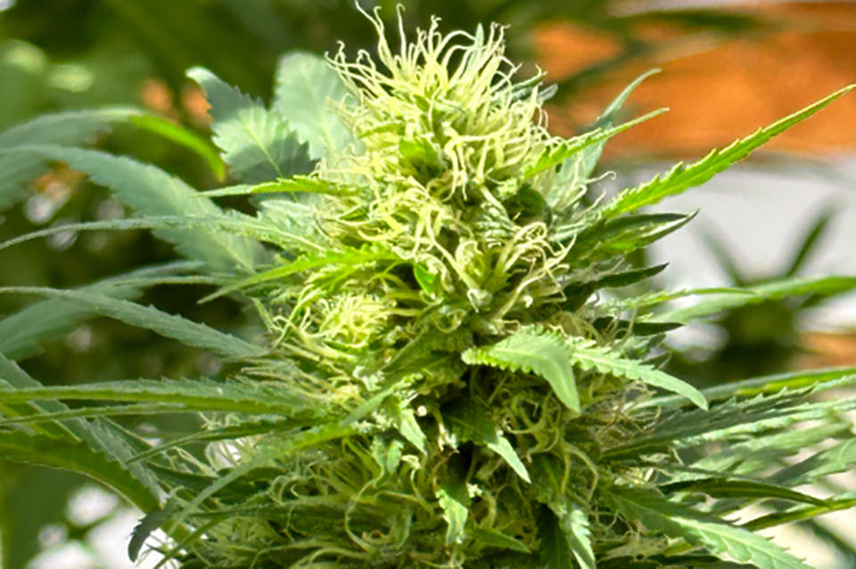 Top 5 Reasons to Buy Fat Bastard Feminized Seeds