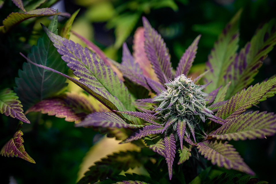 Top 7 Reasons to Choose Triploid Cannabis Seeds