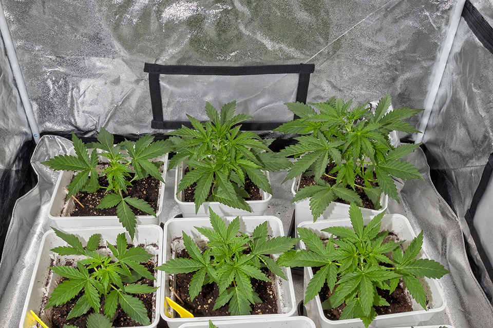 Top 7 Strains for a Grow Tent on Kindseed.com