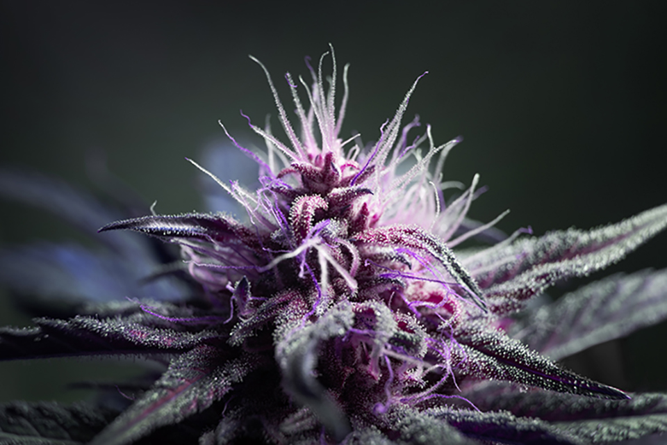 Top Strains of Cannabis Seeds of 2023