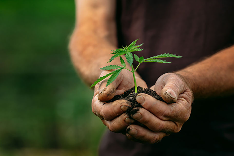 Transplanting Marijuana Plants