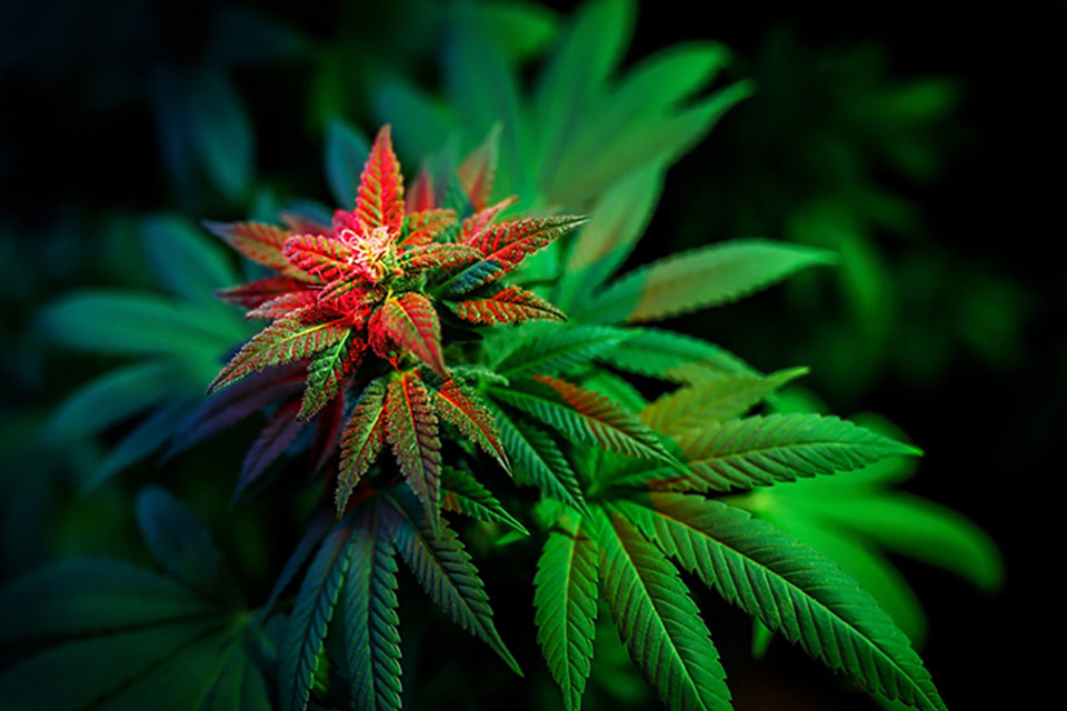 Ultimate Beginners Guide to Growing Cannabis