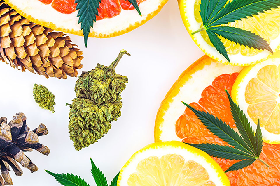 Ultimate Terpenes Guide