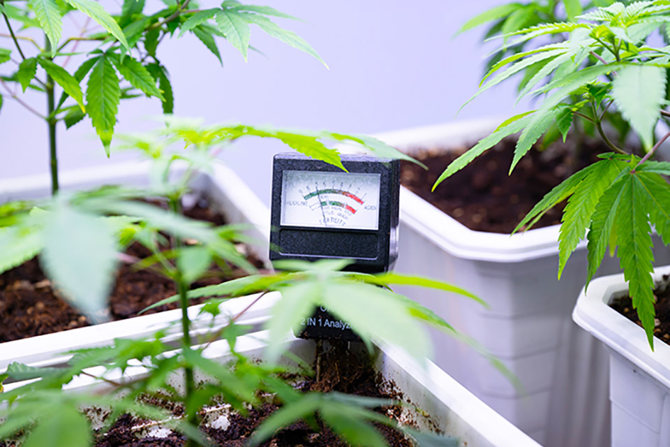 Understanding pH and How It Affects Cannabis Plants