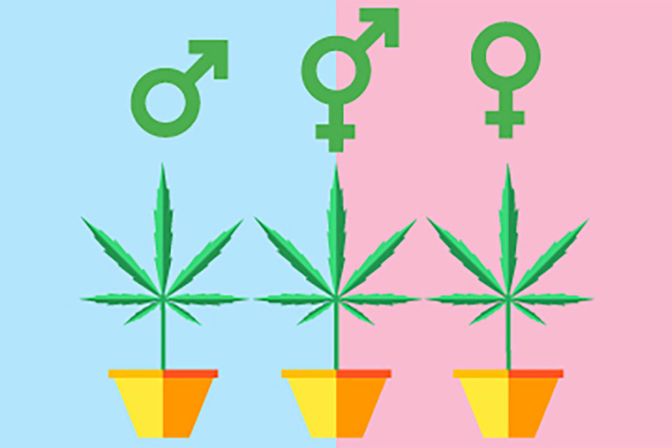 Understanding Gender in Cannabis Plants