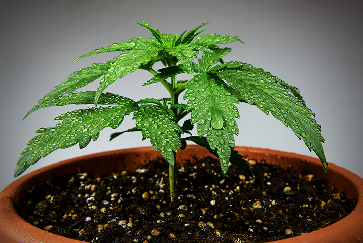 Types of containers for growing autoflowering cannabis