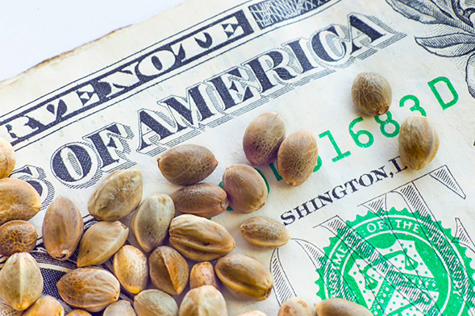 Weed Seed Buyer's Guide - Ten Things You Need to Know Before Purchasing
