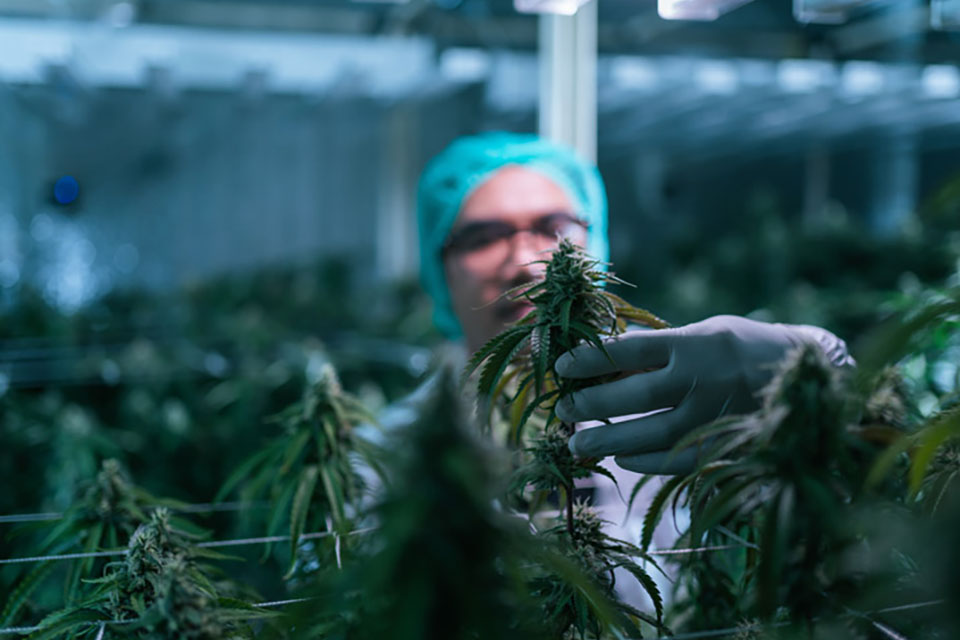What Is Re-Vegging - How & When to Re-Veg Weed