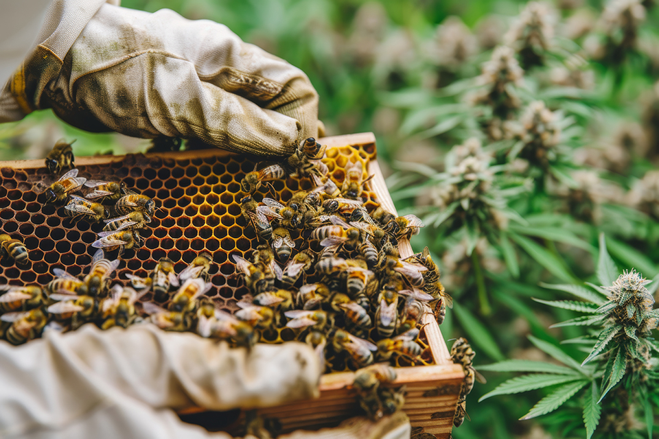 What Roles Do Bees Play in Outdoor Cannabis