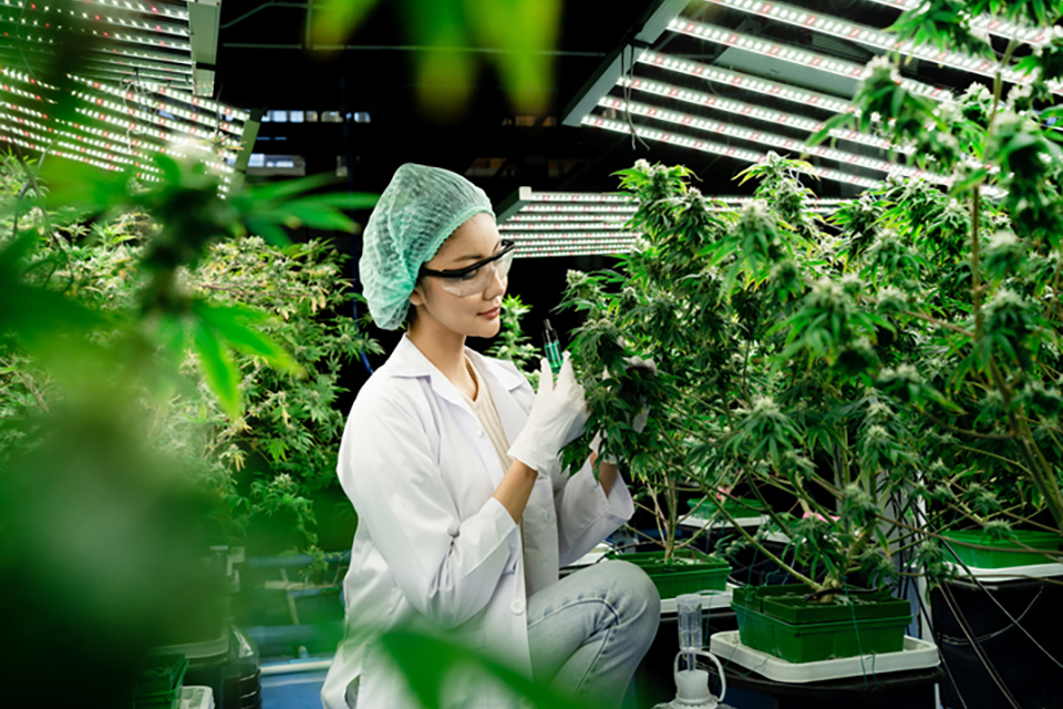 What to Do When Your Indoor Cannabis Won't Flower - A Comprehensive Guide