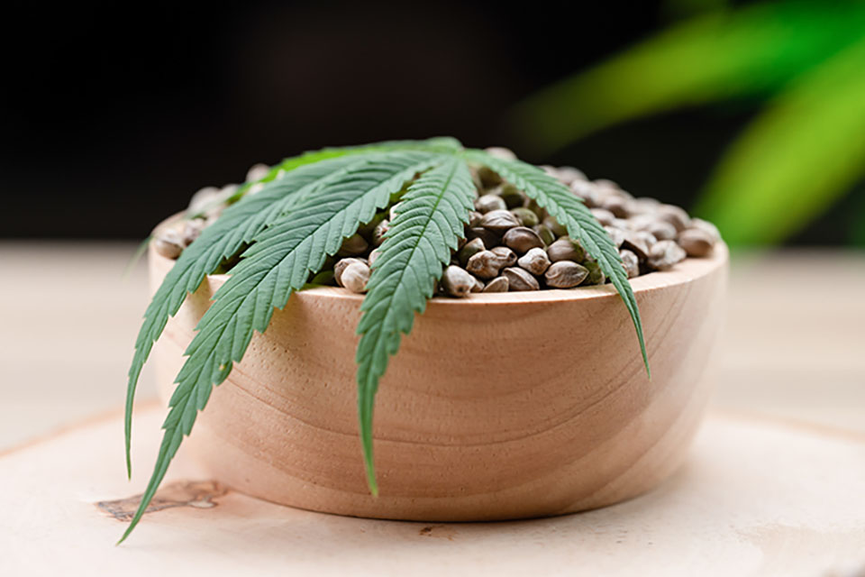 What Are Feminized Marijuana Seeds