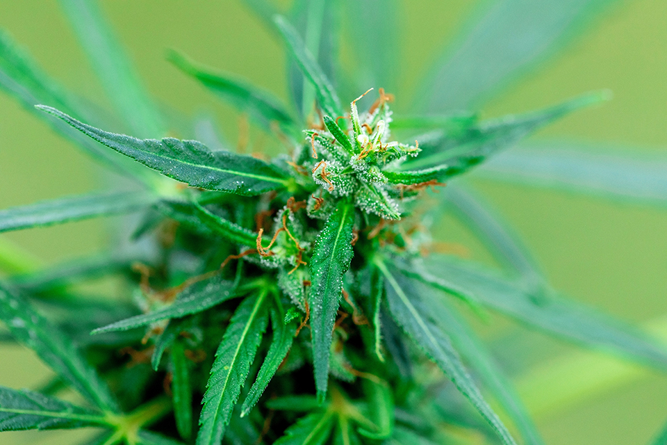 What is a Cannabis Plant