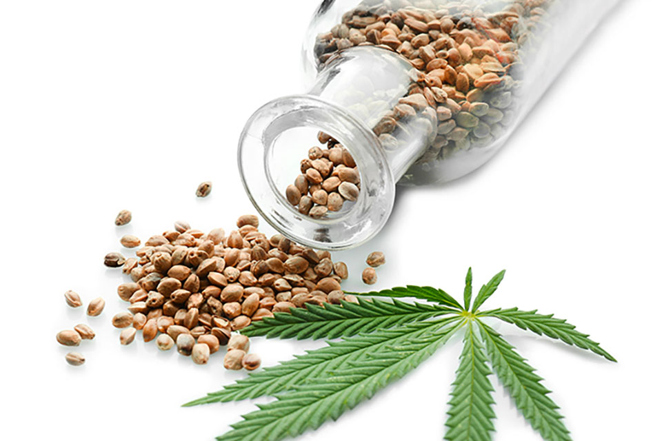 What is a Cannabis Seed Bank