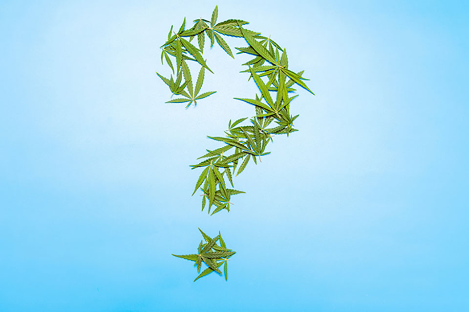 What to Consider Before You Grow Marijuana