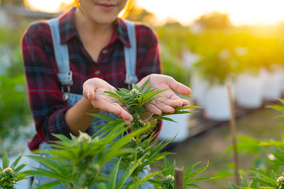 Why Should You Grow Marijuana Outdoors