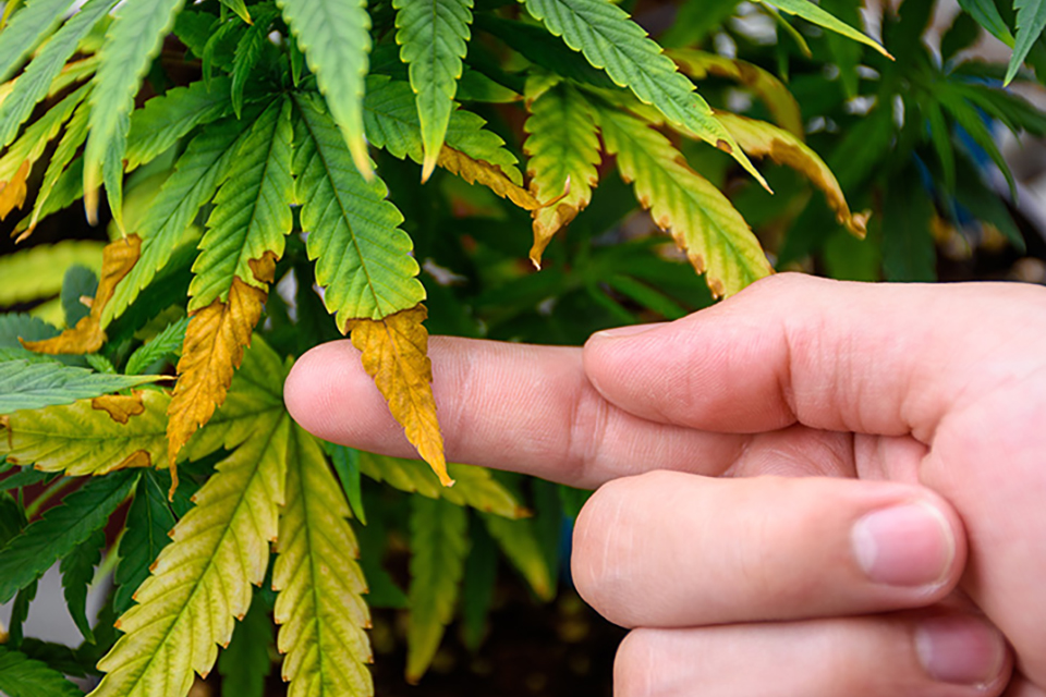 Zinc Deficiency in Cannabis Plants
