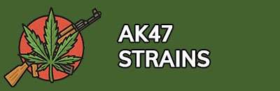 AK47 Strains