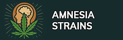 Amnesia Strains