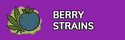 Berry Strains
