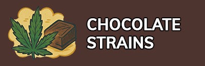 Chocolate Strains