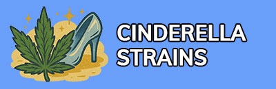 Cinderella Strains