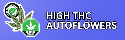 High Thc Autoflowers