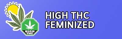High Thc Feminized