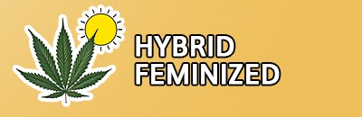 Hybrid Feminized