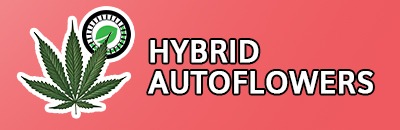 Hybrid Autoflower