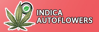 Indica Autoflower