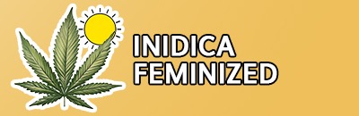 Indica Feminized