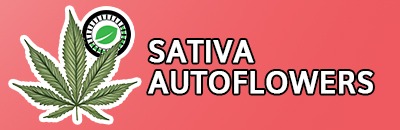 Sativa Autoflower