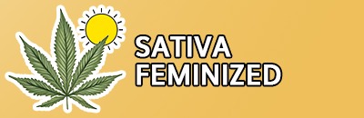 Sativa Feminized
