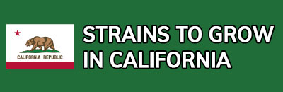 Strains to Grow In California
