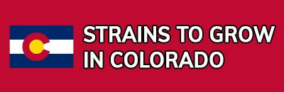 Strains to Grow In Colorado