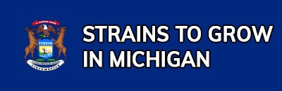 Strains to Grow In Michigan