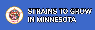 Strains to Grow In Minnesota