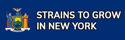 Strains to Grow In New York