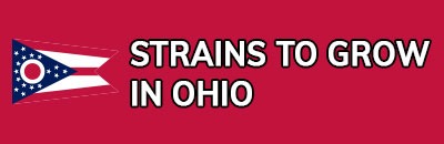 Strains to Grow In Ohio