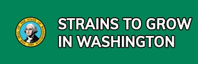 Strains to Grow In Washington