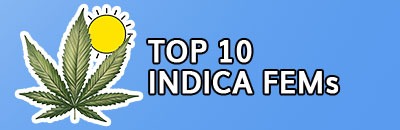Top 10 Feminized Indica