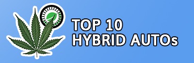 Top 10 Hybrid Autoflowers