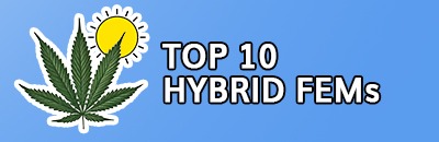 Top 10 Feminized Hybrid