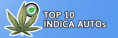 Top 10 Indica Autoflowers