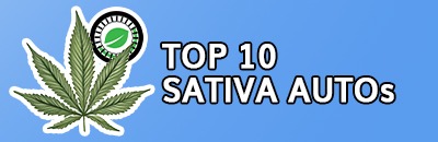 Top 10 Sativa Autoflowers