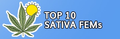 Top 10 Feminized Sativa