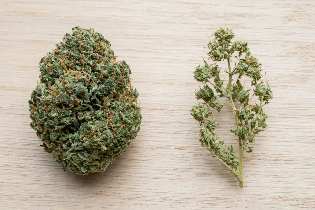 Dense cannabis bud beside a loose airy bud