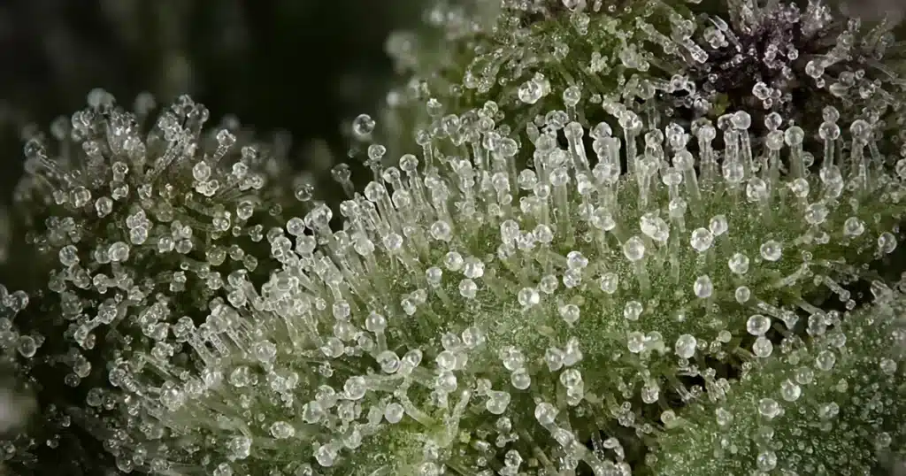 Extreme macro of clear and milky glandular trichomes on a cannabis flower