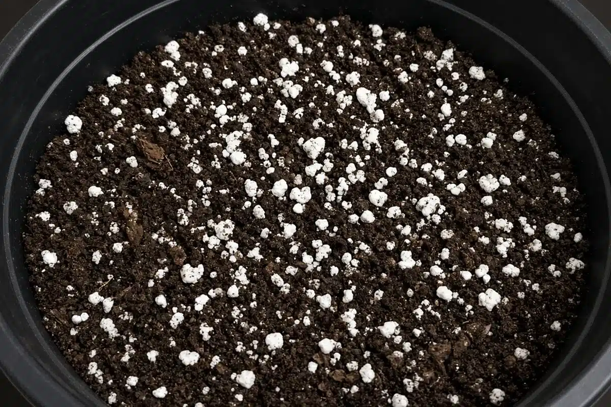 Indoor cannabis potting mix with perlite in a plastic pot