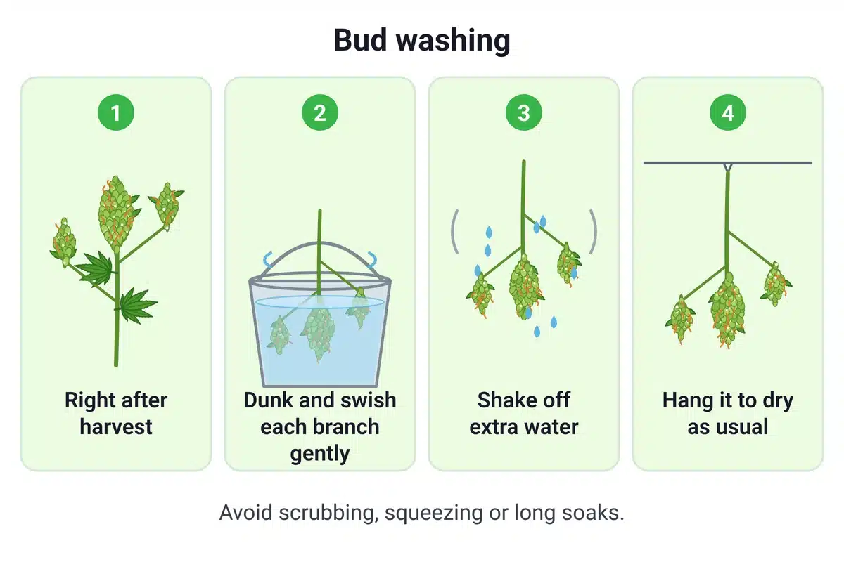 Diagram of bud washing: dunk and swish a fresh branch in clean water, shake off the water, then hang it to dry